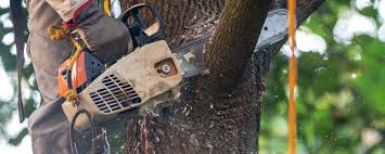 Best Arborist Consultation Services  in Biola, CA