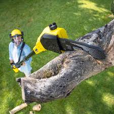 Best Tree and Shrub Care  in Biola, CA