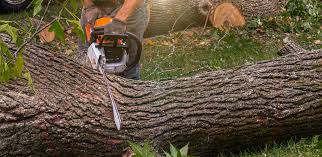 Best Palm Tree Trimming  in Biola, CA