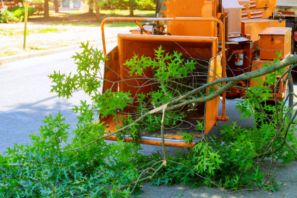 Professional Tree Care Services in Biola, CA