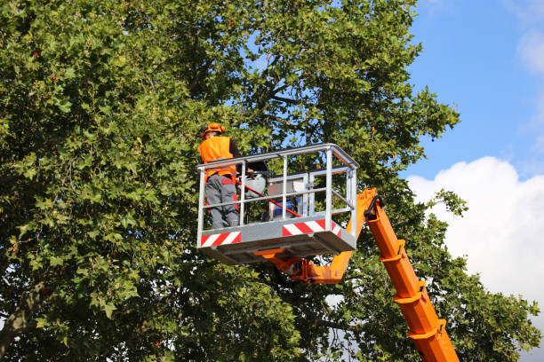 Best Emergency Tree Removal  in Biola, CA