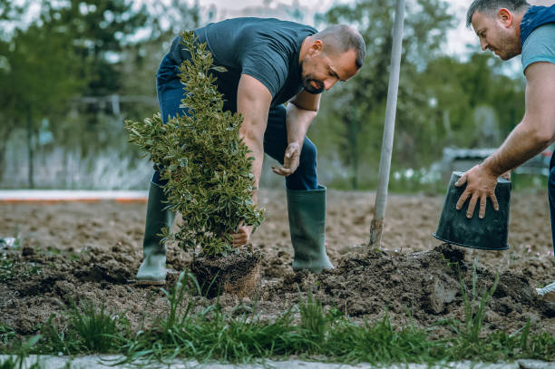 How Our Tree Care Process Works  in  Biola, CA