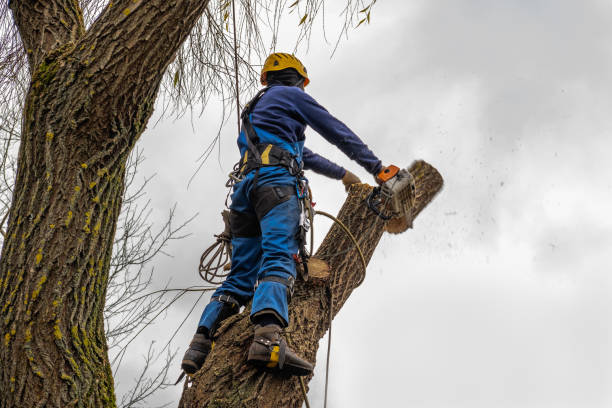 Best Commercial Tree Services  in Biola, CA