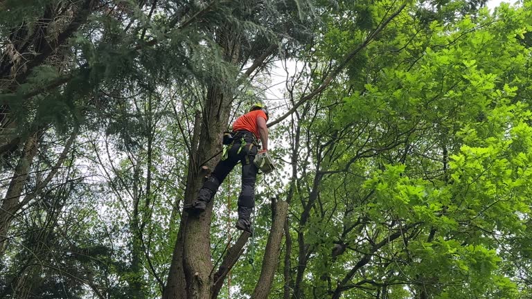 Best Hedge Trimming  in Biola, CA