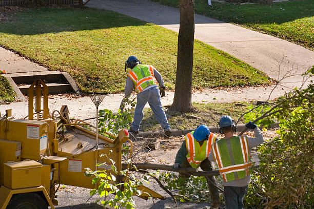 Best Lawn Drainage Solutions  in Biola, CA