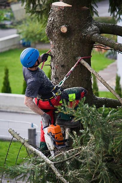  Biola, CA Tree Care Services Pros