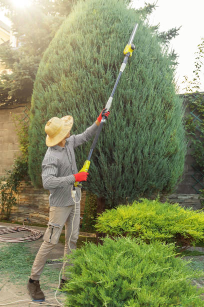 Best Tree Preservation Services  in Biola, CA